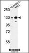 TAO Kinase 3 antibody, LS-C161698, Lifespan Biosciences, Western Blot image 
