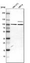 Rho GTPase Activating Protein 12 antibody, PA5-51384, Invitrogen Antibodies, Western Blot image 