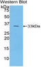 Collagen Type I Alpha 1 Chain antibody, LS-C298470, Lifespan Biosciences, Western Blot image 