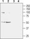Cholinergic Receptor Nicotinic Alpha 2 Subunit antibody, PA5-77500, Invitrogen Antibodies, Western Blot image 