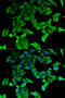 Fortilin antibody, STJ27395, St John