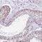 Paired amphipathic helix protein Sin3b antibody, HPA050329, Atlas Antibodies, Immunohistochemistry frozen image 