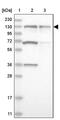 Zinc Finger Protein 280D antibody, PA5-56410, Invitrogen Antibodies, Western Blot image 