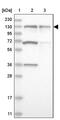 Zinc Finger Protein 280D antibody, PA5-56410, Invitrogen Antibodies, Western Blot image 