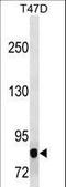 Mitogen-Activated Protein Kinase Kinase Kinase 12 antibody, LS-C158095, Lifespan Biosciences, Western Blot image 