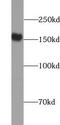 WD Repeat Domain 33 antibody, FNab09490, FineTest, Western Blot image 