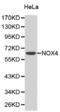 NADPH Oxidase 4 antibody, abx001286, Abbexa, Western Blot image 