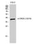 ATF4 antibody, A00371S219, Boster Biological Technology, Western Blot image 