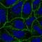 Catenin Alpha 1 antibody, NBP2-56460, Novus Biologicals, Immunocytochemistry image 