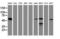 Lectin, Mannose Binding 1 antibody, LS-C337183, Lifespan Biosciences, Western Blot image 