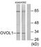 Ovo Like Transcriptional Repressor 1 antibody, LS-B9886, Lifespan Biosciences, Western Blot image 