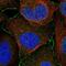 Enterotoxin type B antibody, NBP1-82059, Novus Biologicals, Immunofluorescence image 
