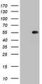 TIMELESS-interacting protein antibody, LS-C789742, Lifespan Biosciences, Western Blot image 