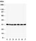 Peroxiredoxin 4 antibody, R30935, NSJ Bioreagents, Western Blot image 