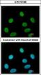 Flap Structure-Specific Endonuclease 1 antibody, GTX70185, GeneTex, Immunocytochemistry image 