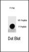 MDM2 Proto-Oncogene antibody, PA5-13008, Invitrogen Antibodies, Dot Blot image 