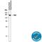 Neurotrophic Receptor Tyrosine Kinase 3 antibody, AF373, R&D Systems, Western Blot image 