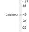 Caspase-12 antibody, LS-C177601, Lifespan Biosciences, Western Blot image 