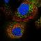 Alcohol Dehydrogenase Iron Containing 1 antibody, PA5-54682, Invitrogen Antibodies, Immunofluorescence image 