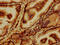 GABA Type A Receptor Associated Protein Like 2 antibody, CSB-PA03484A0Rb, Cusabio, Immunohistochemistry paraffin image 