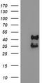 Decaprenyl Diphosphate Synthase Subunit 2 antibody, TA503973, Origene, Western Blot image 