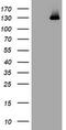 Phosphatidylinositol-4,5-Bisphosphate 3-Kinase Catalytic Subunit Gamma antibody, CF505255, Origene, Western Blot image 