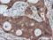 Ras Association Domain Family Member 8 antibody, LS-C174573, Lifespan Biosciences, Immunohistochemistry frozen image 