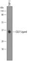 CD70 Molecule antibody, BAF2738, R&D Systems, Western Blot image 