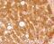 Complement C4A (Rodgers Blood Group) antibody, NBP2-66995, Novus Biologicals, Immunohistochemistry paraffin image 