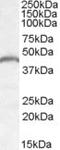 Patatin Like Phospholipase Domain Containing 3 antibody, MBS421616, MyBioSource, Western Blot image 