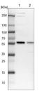 Microspherule Protein 1 antibody, NBP1-81615, Novus Biologicals, Western Blot image 
