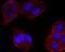 Cytochrome P450 Family 2 Subfamily E Member 1 antibody, NBP2-67021, Novus Biologicals, Immunocytochemistry image 