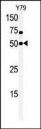 CDC Like Kinase 1 antibody, PA5-14458, Invitrogen Antibodies, Western Blot image 