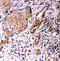 Annexin A10 antibody, LS-C313197, Lifespan Biosciences, Immunohistochemistry frozen image 