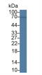 CD58 Molecule antibody, MBS2028295, MyBioSource, Western Blot image 