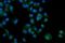EPH Receptor A3 antibody, A02872-1, Boster Biological Technology, Immunofluorescence image 