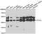 Vacuolar protein sorting-associated protein 4A antibody, abx005363, Abbexa, Western Blot image 