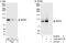 SRSF Protein Kinase 2 antibody, A302-467A, Bethyl Labs, Western Blot image 