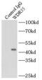 WD Repeat Domain 55 antibody, FNab09498, FineTest, Immunoprecipitation image 