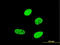 Forkhead Box A2 antibody, LS-C133252, Lifespan Biosciences, Immunofluorescence image 