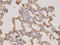 Proteasome Subunit Alpha 3 antibody, LS-B14860, Lifespan Biosciences, Immunohistochemistry frozen image 
