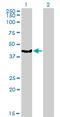 Mevalonate Diphosphate Decarboxylase antibody, LS-C197722, Lifespan Biosciences, Western Blot image 