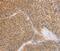 Bombesin Receptor Subtype 3 antibody, MBS2519384, MyBioSource, Immunohistochemistry paraffin image 