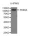 Phosphodiesterase 6A antibody, abx004982, Abbexa, Western Blot image 