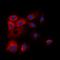 BCL2L2-PABPN1 Readthrough antibody, orb216032, Biorbyt, Immunofluorescence image 