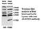 AlkB Homolog 3, Alpha-Ketoglutaratedependent Dioxygenase antibody, MBS416833, MyBioSource, Western Blot image 