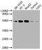 Sphingosine-1-Phosphate Receptor 1 antibody, CSB-RA923827A0HU, Cusabio, Western Blot image 