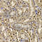 HIRA Interacting Protein 3 antibody, A7014, ABclonal Technology, Immunohistochemistry paraffin image 