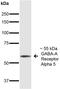 Gamma-Aminobutyric Acid Type A Receptor Alpha5 Subunit antibody, GTX17517, GeneTex, Western Blot image 
