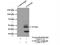 C-X3-C Motif Chemokine Receptor 1 antibody, 13885-1-AP, Proteintech Group, Immunoprecipitation image 